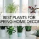 best plants for spring home decor